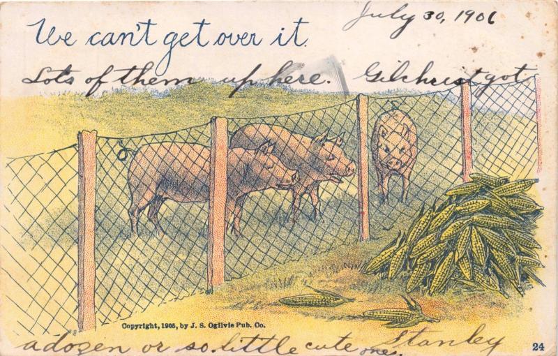 WE CAN'T GET OVER IT~PIGS CAN NOT GET TO PILE OF CORN~COMIC POSTCARD 1906