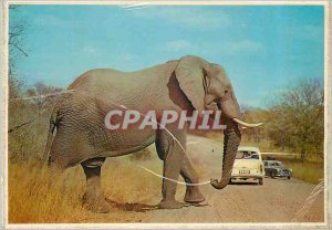 Modern Postcard Where South Africa meets Mass Motor Elephant