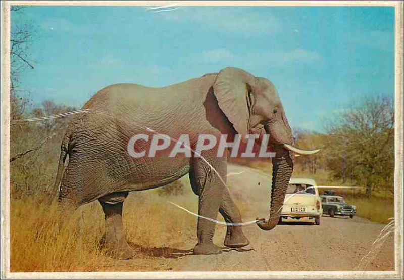 Modern Postcard Where South Africa meets Mass Motor Elephant