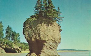 Canada The Rocks Hopewell Cape New Brunswick Canada Vintage Postcard 07.26