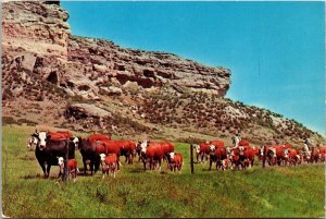 Cattle Range Postcard UNP VTG Dexter W Nyack NY Unused Vintage Chrome 