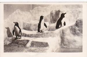 Illinois Chicago John G Shedd Aquarium Galapagos Penguins Real Photo