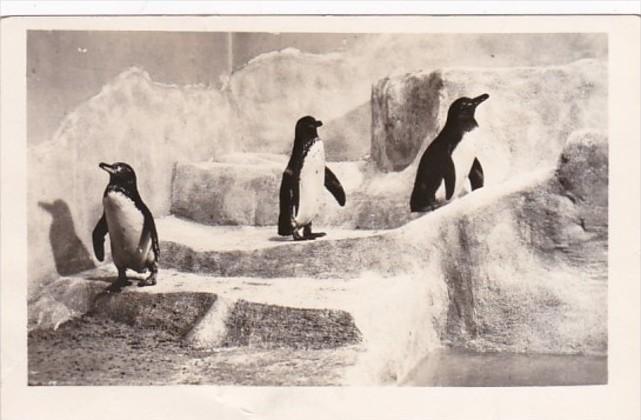 Illinois Chicago John G Shedd Aquarium Galapagos Penguins Real Photo