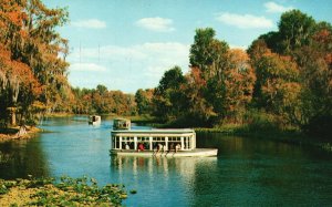 Vintage Postcard Feeding Fish Glass Bottom Boat Silver Springs Florida FL