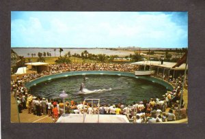 FL Porpoise Miami Florida Seaquarium Aquarium Marine Life Postcard Sea Animals