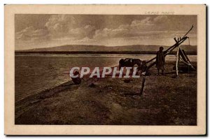 Israel - The Dead Sea - Totes Meer - The Dead Sea - Cow - Cow - Old Postcard