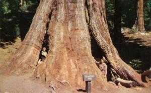 Tennessee Tree, Kings Canyon National Park CA, California