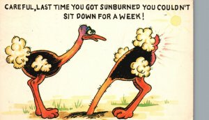 Vintage Postcard 1958 Sun Burned And Couldn't Sit Down For A Week Bird Comic