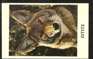 Coyote Post Card PPC1409