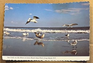 PC UNUSED - SEA GULLS ON THE SHORE, JONES BEACH STATE PARK, NEW YORK