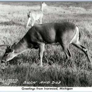 c1940s Ironwood, Mich. RPPC Greetings Buck Doe Deer LL Cook Milwaukee Photo A207