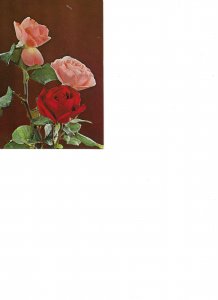 Beautiful roses Nice moern Spanish photo postcard