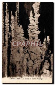 Postcard Old Aven Arn in the Virgin Forest