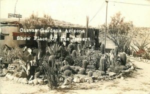 Cactus Garden 1937 Phoenix Arizona RPPC Photo Postcard 7897