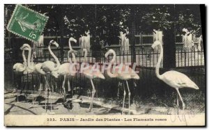 Old Postcard Paris Jardin des Plantes The Flamingos