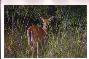 White-Tailed Deer, Everglades National Park, Florida,