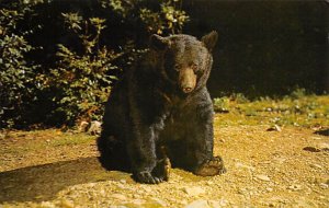 Native Black Bear Great Smoky Mountains National Park, USA Bear 1976 