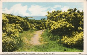 Victoria BC Beacon Hill Wild Flowering Yellow Flowers 1946 Deeptone Postcard G99