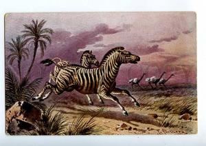 214912 Hunt ZEBRA Ostrich by PERLBERG Vintage Colorful PC