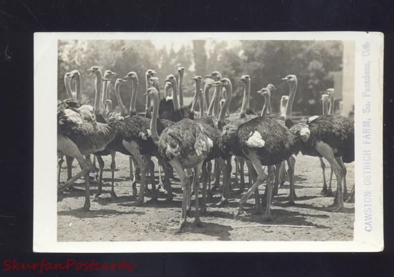 RPPC PASADENA CALIFORNIA CAWSTON OSTRICK FARM VINTAGE REAL 