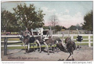 Ostriches At Ostrich Farm Jacksonville Florida