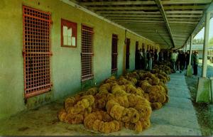 Florida Tarpon Springs Sponge Auction At Sponge Exchange