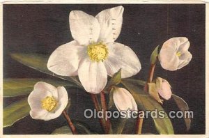 Helleborus Niger 1939 