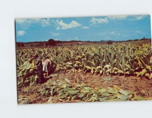 Postcard Harvesting Burley Tobacco