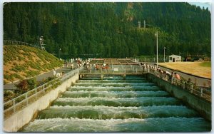 M-97996 Bonneville Dam Fish Ladders Connecting Oregon & Washington USA