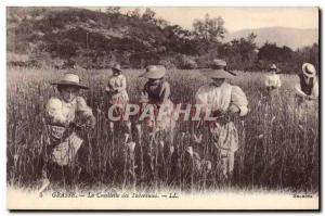 Old Postcard picking Grasse tuberous