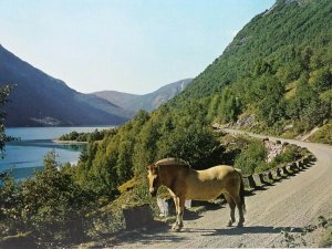 Vintage Postcard Horse Stops to Admire View Lake Loenvatn Loen Nordfjord Norway