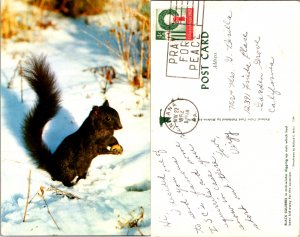 Black Squirrel (11753)