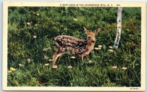 Postcard - A Baby Deer In The Adirondack Mts. - New York