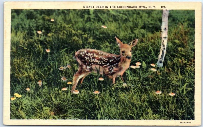 Postcard - A Baby Deer In The Adirondack Mts. - New York