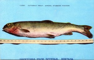 Fishing Cutthroat Trout Strong Stubborn Fighters