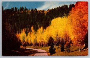 Kaibab National Forest Near Grand Canyon In Autumn Colors AZ Postcard L9