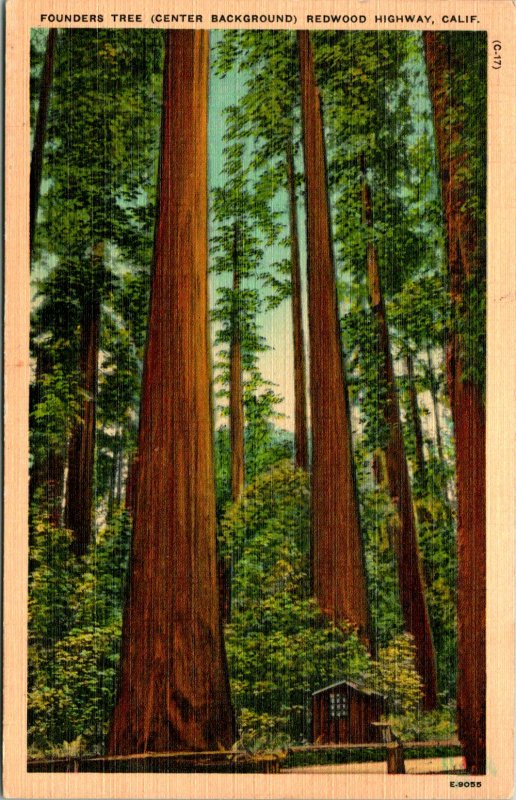 Redwood Highway CA Founders Tree Cabin Postcard used (12417)