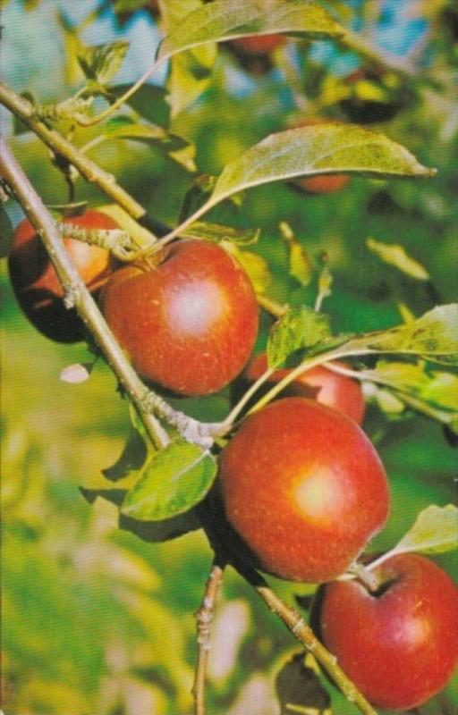 Canada World Famous Nova Scotian Apples Annapolis Valley