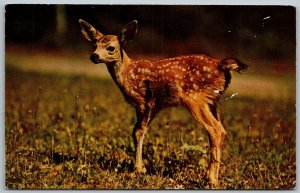 Spokane Washington 1960s Postcard John's Aquarium & Pet Shop