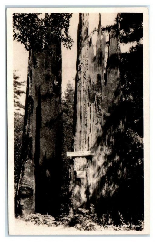 RPPC LA HONDA CA~ Large REDWOOD TREE Canyon Road 1930s San Mateo County Postcard