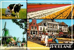 Netherlands Tulip Fields Cheesemarket Windmills & Cow Milking