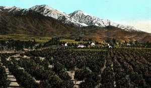 Union Pacific Overland Route, Mt. San Antonio, Cal. Postcard P122