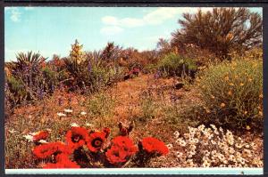 Desert Flower Gardens BIN