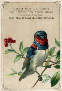1880's Adorable Bright Bird Bush, Bull & Roth, Watertown, N.Y. Trade Card P30 