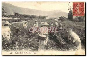 Old Postcard picking Jasmins