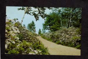 CT Greetings From New Hartford Connecticut Conn Nipmuck State Forest Flowers