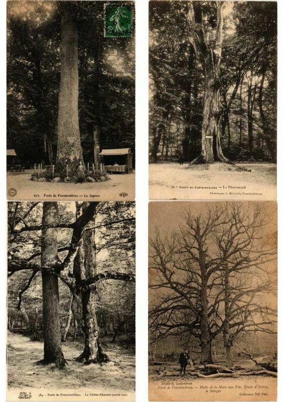 TREES MOSTLY FRANCE 50 CPA  Pre-1940 (L3417)