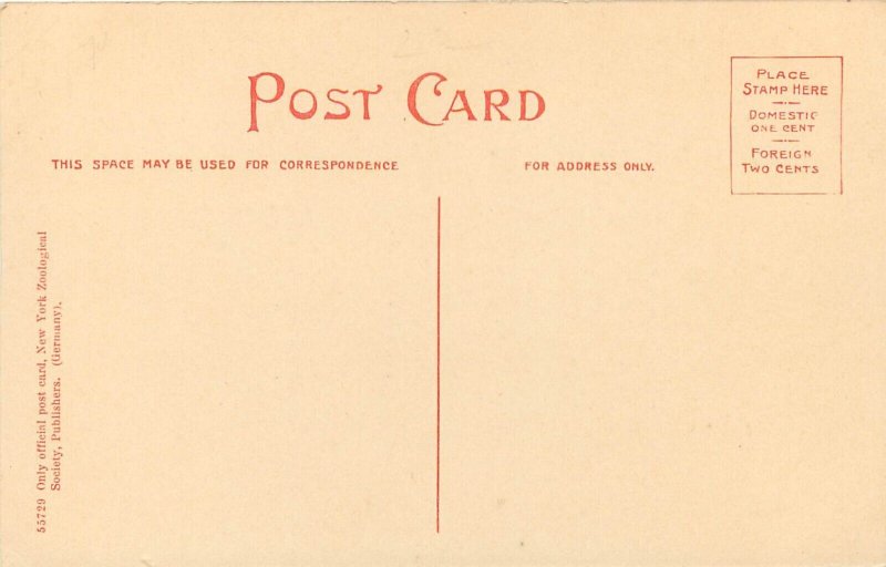 c1905 Postcard 3272.B Buffalo Herd, New York Zoological Park, Unposted Nice