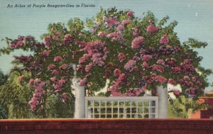 Vintage Postcard 1930's An Arbor of Purple Bougainvillea Flowers in Florida FL