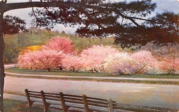 Oriental Cherries in Jamaica Plain, Massachusetts in the Arnold Arboretum.